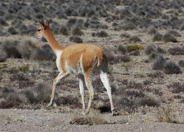 Vicuña - reserva natural de Salinas y Aguada Blanca - Perú 2.jpg